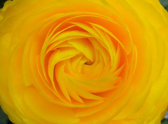 real flower
