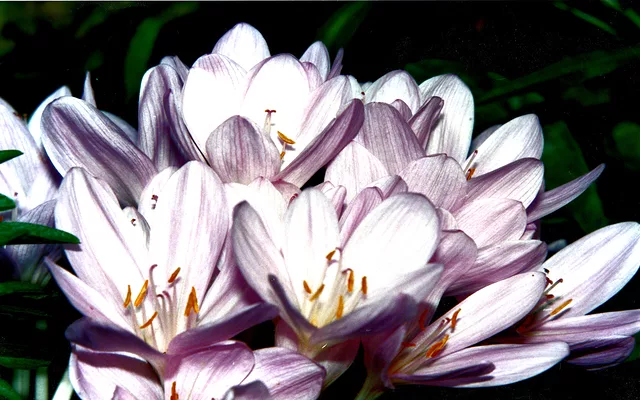 Purple Cluster