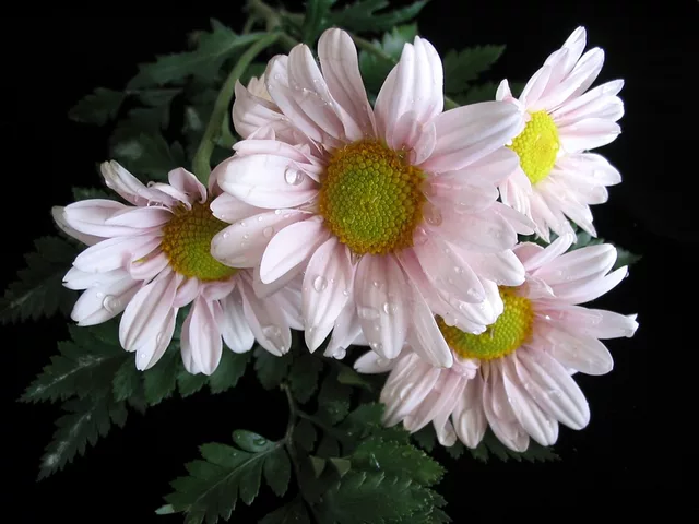 Flower 2