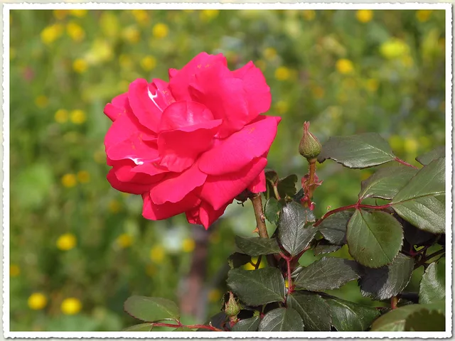 Red Rose