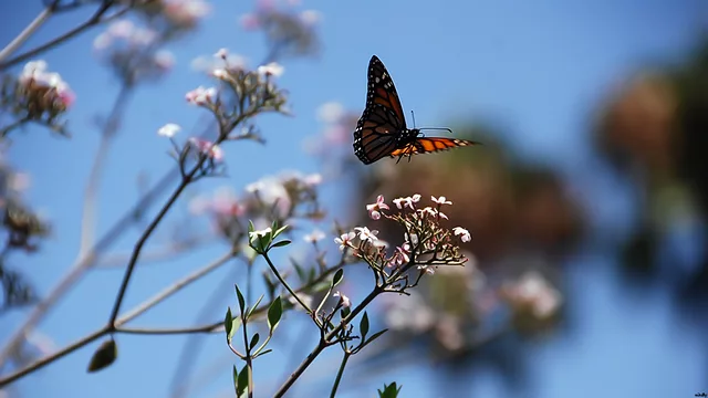 Fly Away