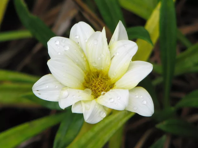 Sweet Little Daisy