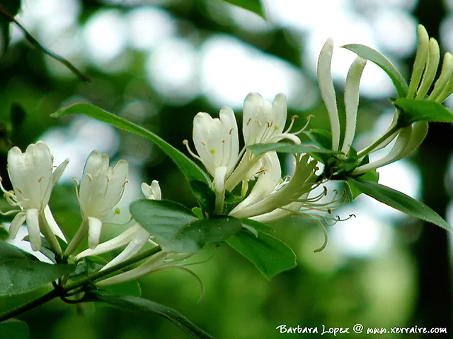 Honeysuckle