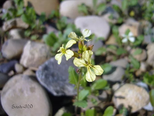 Yellow Flower