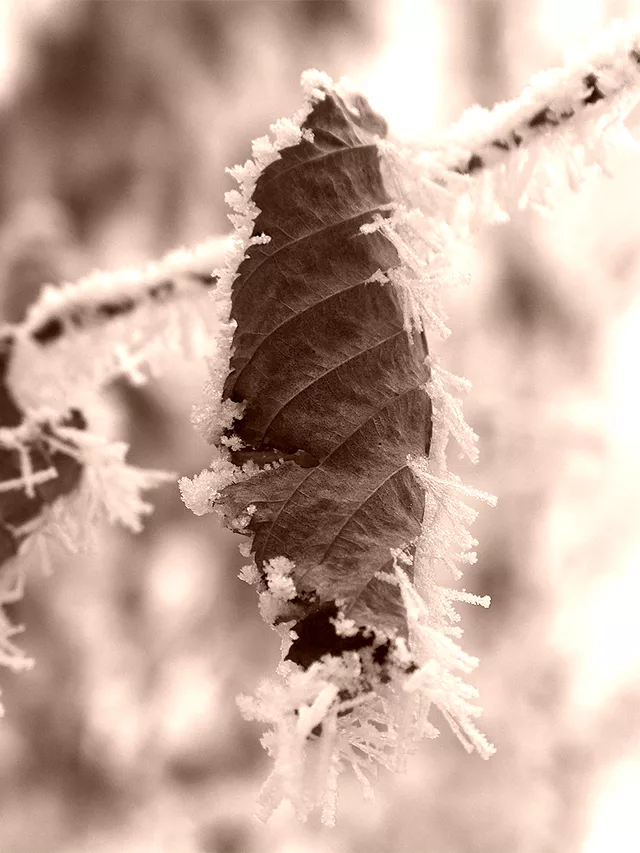 Frozen Leave I