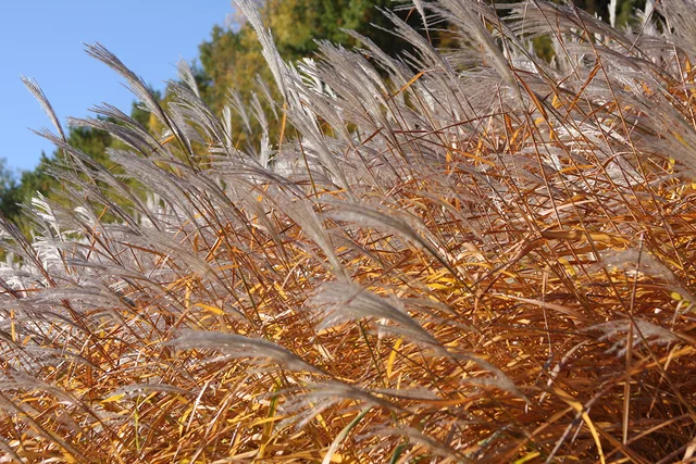 Pampas Grass