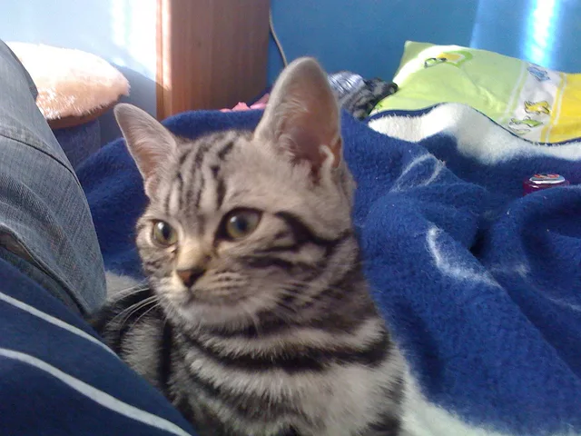 Cat