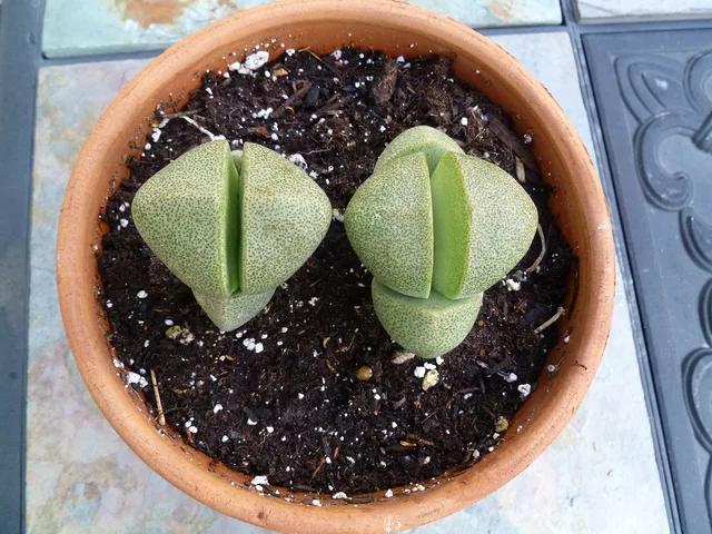 Lithops