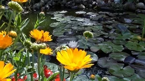 Lily Pads Logon