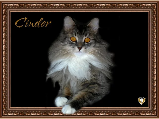 Cinder