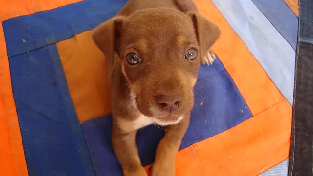 Mamuth Dog