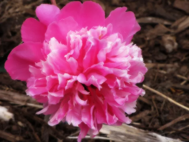 Blomma