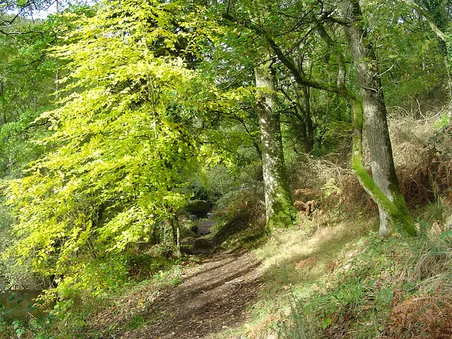 Automn path