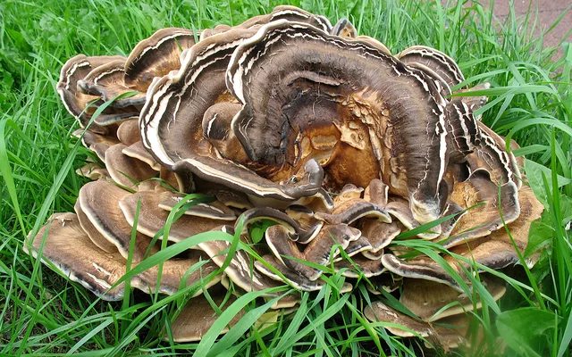 Giant Mushroom