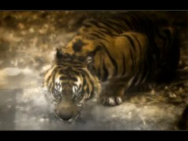drinkingTiger
