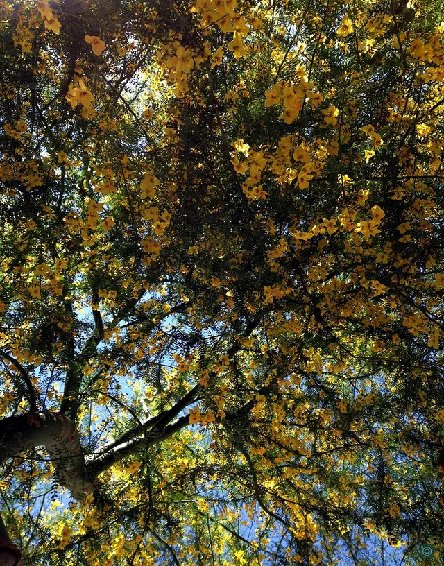 Palo Verde