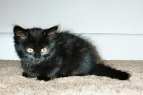 Kitten