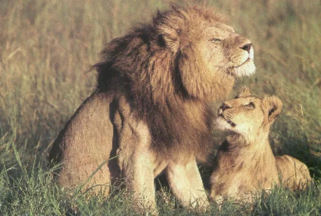 love