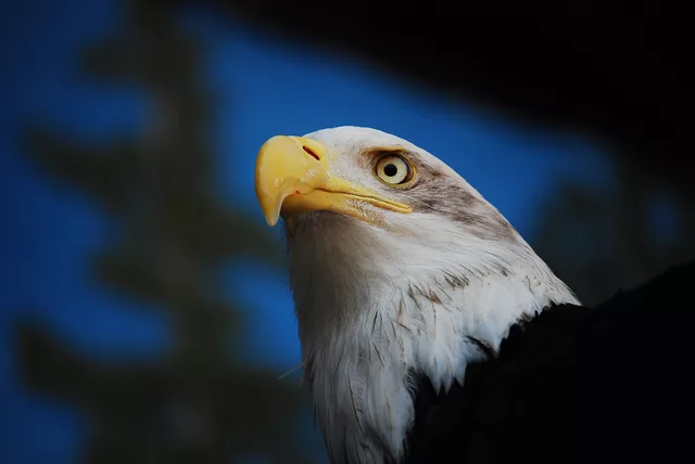 Standing Proud