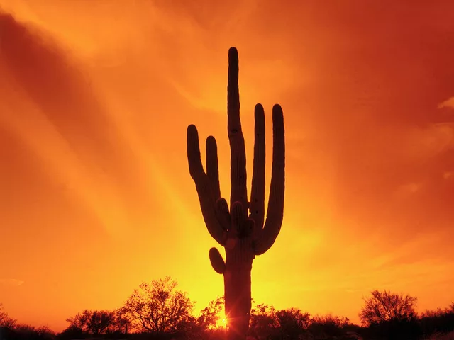 CACTUS NIGHT BEGINS