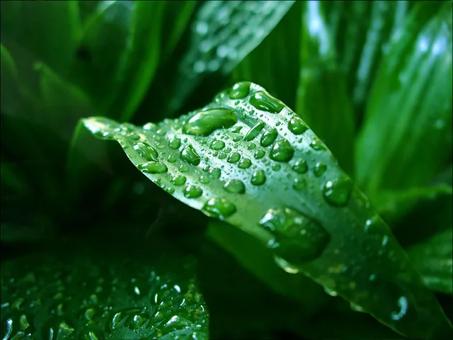 Dewdrop