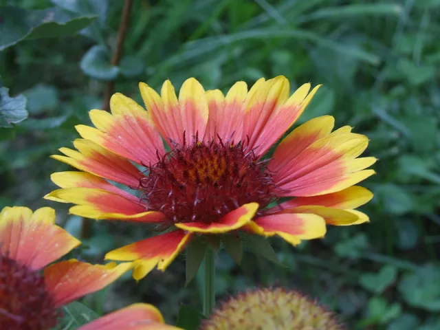red and yellow by Gregor Petrovic