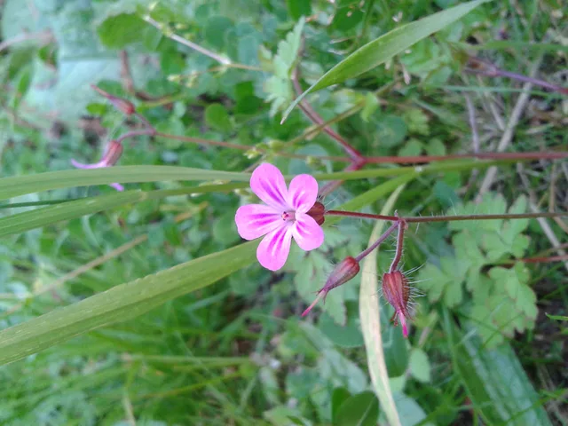 pink