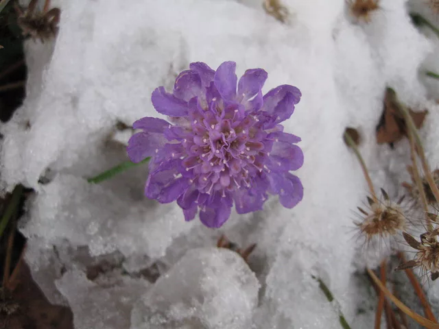 What's a little Snow!