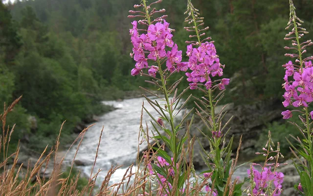 Picture of Norway