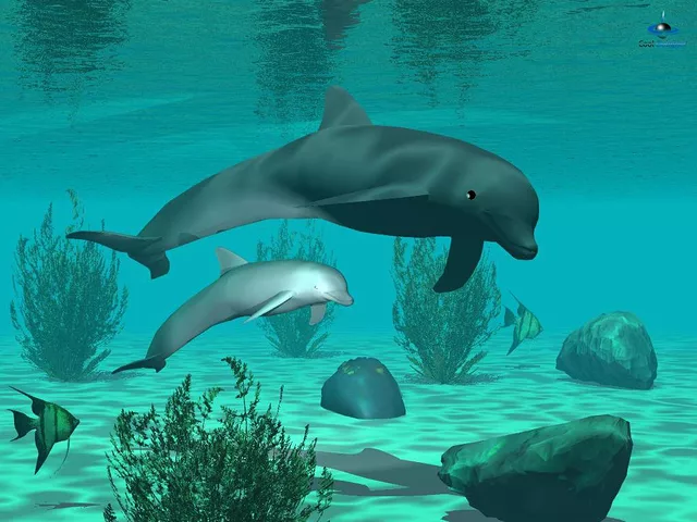 DOLPHINS