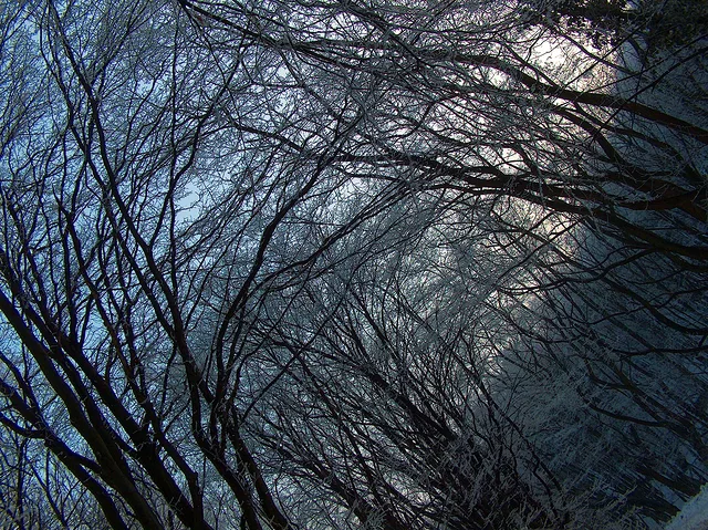 Frozen forest