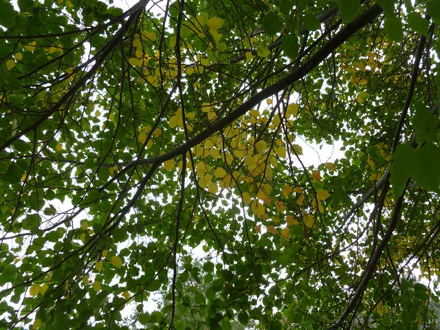 Fall Begins