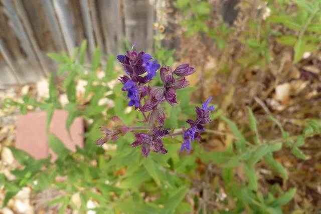 Wildflower