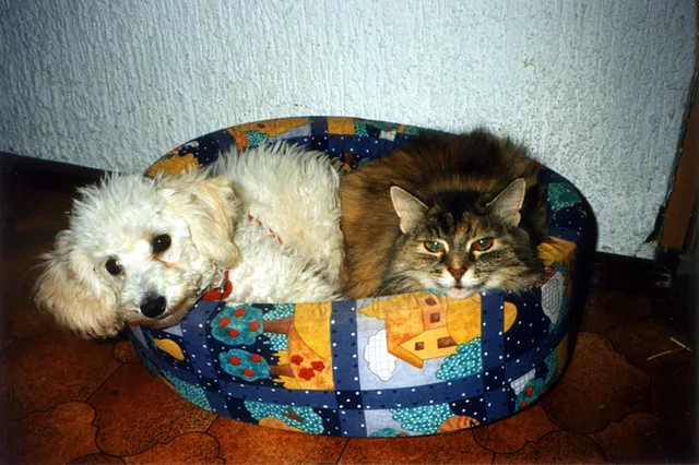 Pets Love