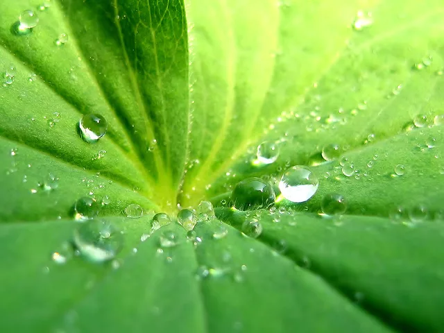 HEAVEN DEW