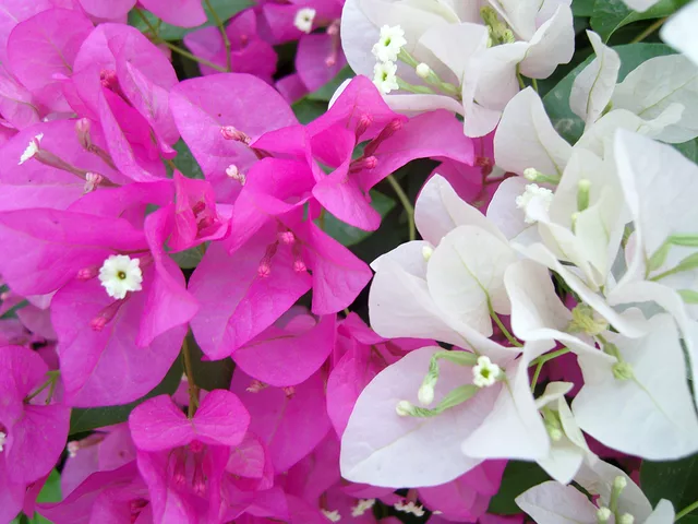 pink+white