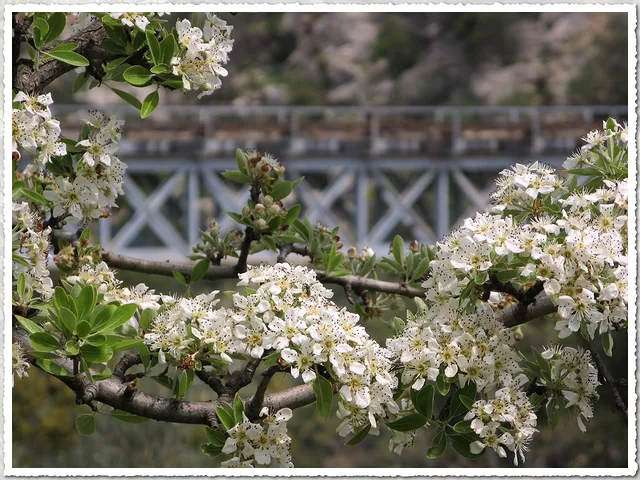 Bloomy Branches