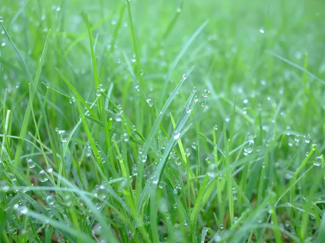 DEW