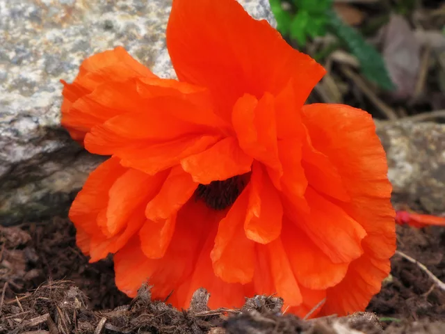 Relaxing Poppy