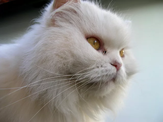 White cat