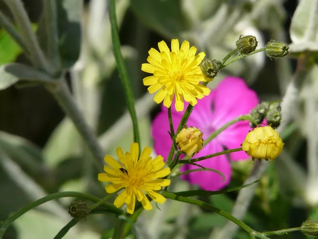 Sweet garden