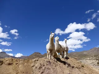 Just nosey