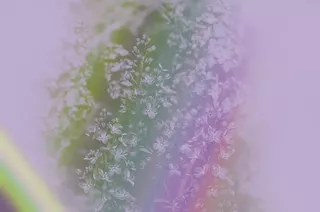 Soft Floral