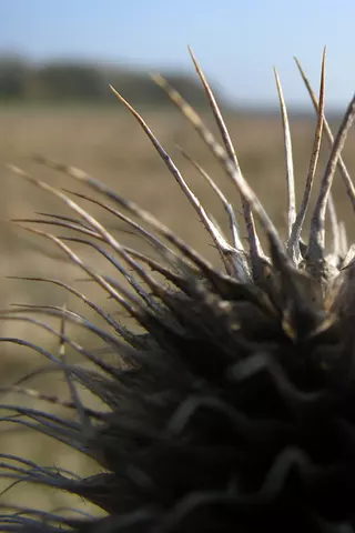 Depth of Field