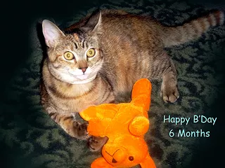 Boo Kitty B Day