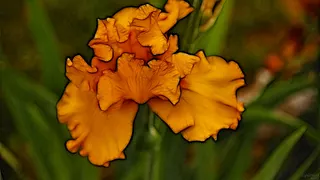 Fractaliris