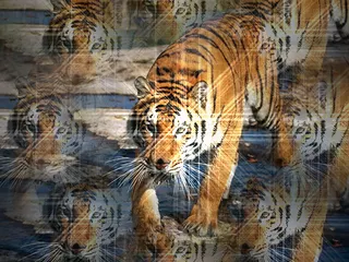 Nepal Pride
