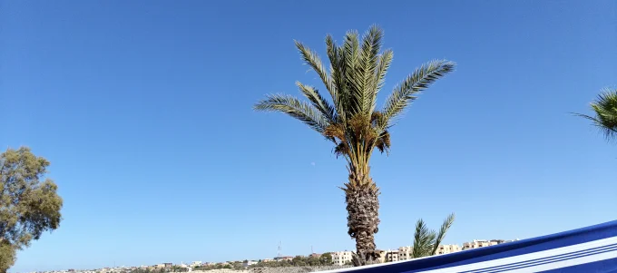 Palm