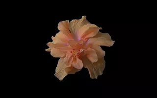 Orange Hibiscus 