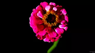 Painted Posy